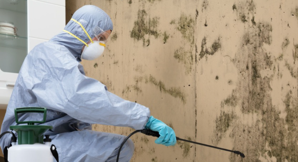 Nurturing Mold Removal Leads: From Inquiry to Conversion