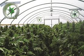 Innovative HVAC Solutions for Modern Grow Rooms